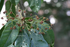 Sterculia balanghas